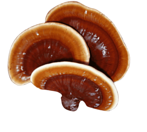 The Role of Nutrition in Supporting Dental Health